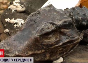 Киевлянка обнаружила на клумбе крокодила | VIDEO