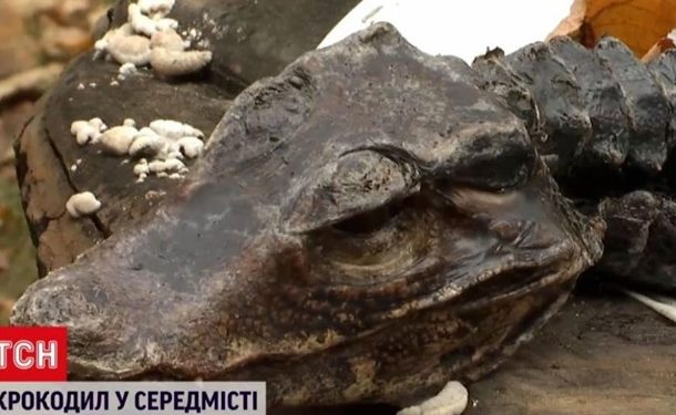 Киевлянка обнаружила на клумбе крокодила | VIDEO
