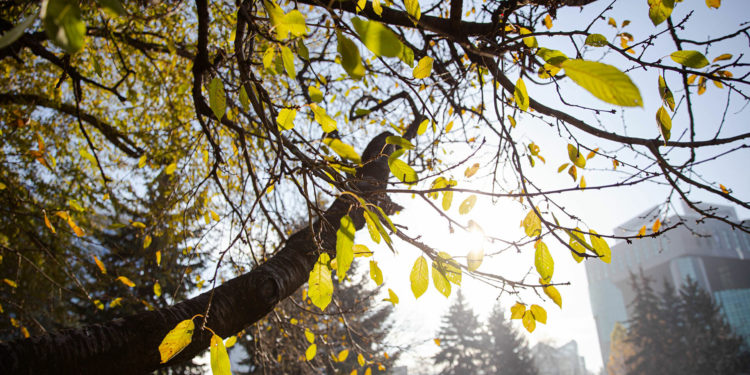 Weekendul începe cu vreme destul de frumoasă: Meteorologii anunță maxime de până la +13 grade