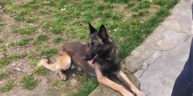 A prins urma hoțului și a adus polițiștii până în pragul casei acestuia: Un bărbat, reținut pentru furt cu ajutorul unui câine al IGP