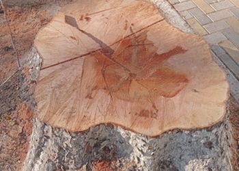 A tăiat un copac de arțar și a fost taxat cu o sumă usturătoare. Un bărbat din Drochia, amendat de inspectorii de mediu