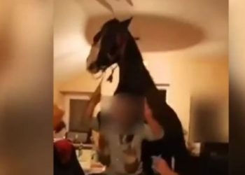 România: Cu ce sancțiuni s-au ales bărbații care făceau live pe Facebook cu un cal la masa de sărbătoare | VIDEO