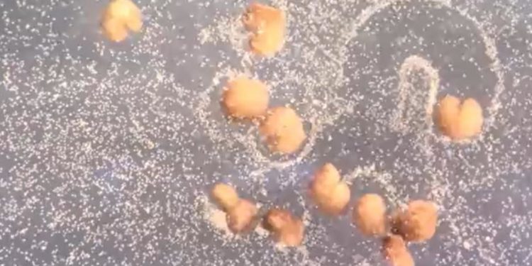 Primii “roboți vii” din lume se pot acum reproduce, într-un alt mod față de animale și plante