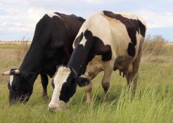 Fermierii din Olișcani, Șoldănești nu mai au unde-și paște vacile. Terenurile agricole sunt acaparate de străini bucată cu bucată | VIDEO