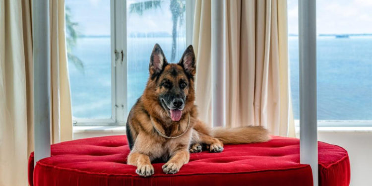 Gunther VI, cel mai bogat câine din lume, vinde cu 31 de milioane de dolari o casă din Miami care a fost deținută de Madonna