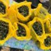 Reținuți în timp ce vindeau droguri. Doi indivizi aveau acasă marijuana de 4,5 milioane de lei | VIDEO