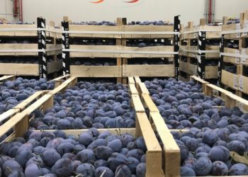 Circa 20 de tone de prune moldovenești, interzise de Rosselhoznadzor