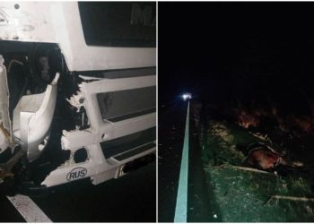 Un TIR a lovit din plin o căruță noaptea trecută, la Comrat. Căruțașul și calul au murit pe loc | FOTO