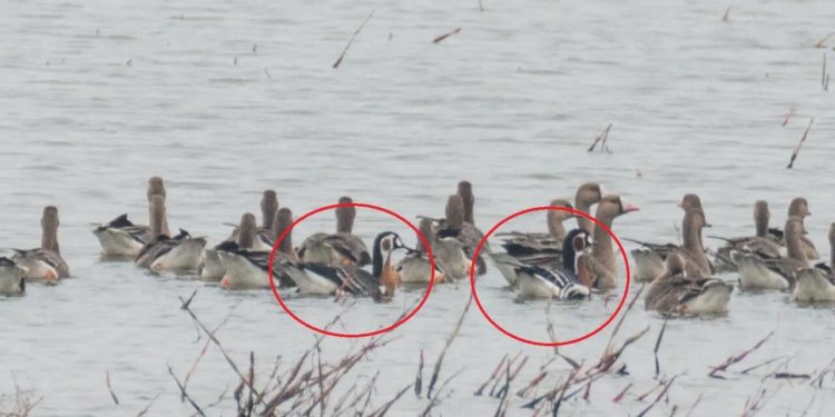 Societatea pentru Protecția Păsărilor și a Naturii cere Ministerului Mediului să revizuiază ordinul care deschide sezonul de vânătoare: Dezacordul se referă în special la includerea speciilor de gâscă și rață sălbatică