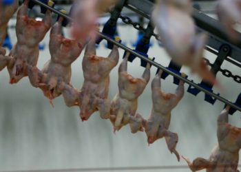 Aveți grijă ce cumpărați! Salmonella, depistată în zeci de tone de carne de pasăre în Chișinău, importată din Polonia