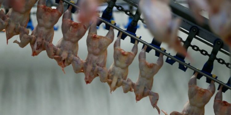 Aveți grijă ce cumpărați! Salmonella, depistată în zeci de tone de carne de pasăre în Chișinău, importată din Polonia