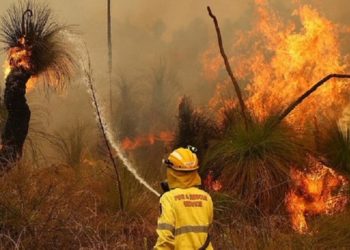 В Австралии вспыхнули лесные пожары