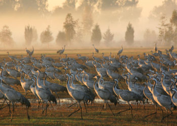 В Израиле при вспышке птичьего гриппа погибли тысячи журавлей
