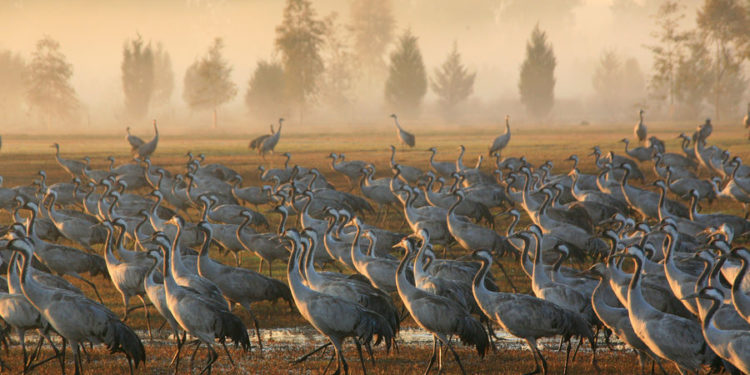 В Израиле при вспышке птичьего гриппа погибли тысячи журавлей