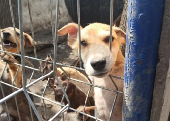 Cum arată Necropola din capitală, unde ANSA a depistat zeci de încălcări. Echipa TV6 a mers la fața locului pentru a afla în ce condiții sunt ținute animalele fără adăpost | VIDEO