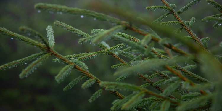 Ce facem în acest an cu brazii după sărbători: Vor fi sau nu colectați