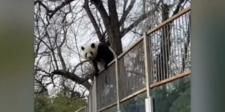 Momentul când un urs panda încearcă să evadeze dintr-o grădină zoologică | VIDEO