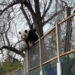 Momentul când un urs panda încearcă să evadeze dintr-o grădină zoologică | VIDEO