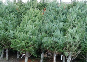 A început goana după brazi: Aflați unde și la ce prețuri pot fi cumpărați pomii de Crăciun | VIDEO