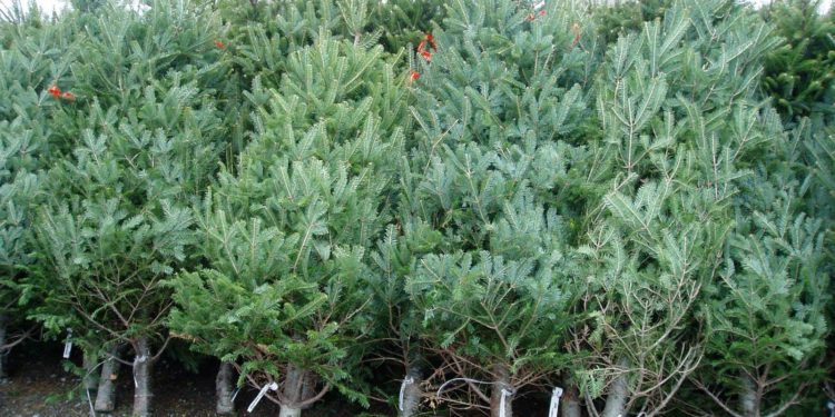 A început goana după brazi: Aflați unde și la ce prețuri pot fi cumpărați pomii de Crăciun | VIDEO