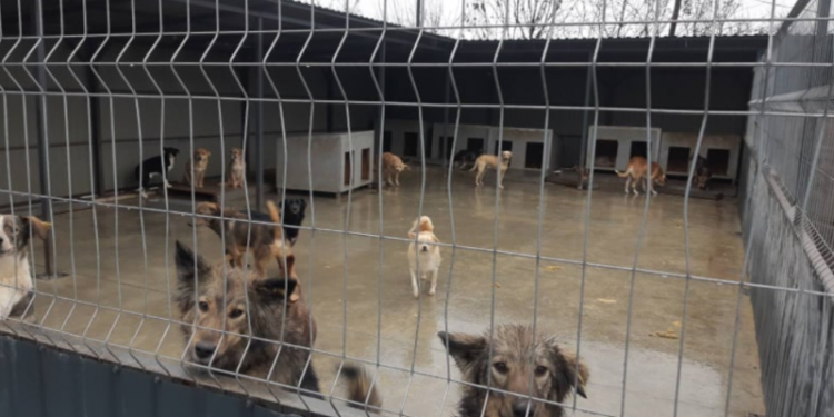 Zeci de încălcări, depistate de ANSA la adăpostul pentru animale de companie fără stăpân. Regia „Autosalubritate”: Condițiile de întreținere a câinilor sunt satisfăcătoare