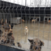 Zeci de încălcări, depistate de ANSA la adăpostul pentru animale de companie fără stăpân. Regia „Autosalubritate”: Condițiile de întreținere a câinilor sunt satisfăcătoare
