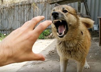 Azil de lux pentru câinii din Bălți. Prețul unui metru pătrat din adăpost este același ca pentru un metru pătrat de apartament. Dar, problema câinilor vagabonzi din oraș rămâne nesoluționată | VIDEO