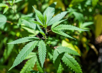 O țară UE va legaliza, în premieră, cultivarea și consumul de marijuana pentru uz personal