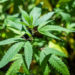 O țară UE va legaliza, în premieră, cultivarea și consumul de marijuana pentru uz personal