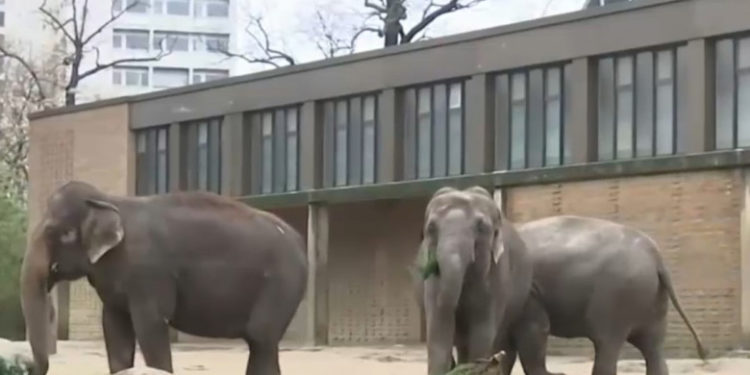 Brazi de Crăciun, serviți ca desert pentru elefanți. „Pentru animale sunt ca bomboanele”