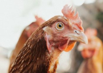 С 1 февраля Россельхознадзор вводит временный запрет на поставки птицеводческой продукции из Молдовы | VIDEO