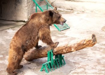 В Ташкентском зоопарке мать сбросила дочь в вольер к бурому медведю