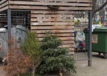 Brazii care au fost utilizați în perioada sărbătorilor vor fi colectați centralizat pentru a fi reciclați | VIDEO