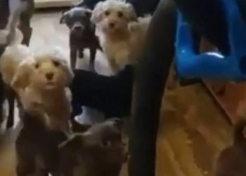 Более сотни собак обнаружили в квартире жительницы Тольятти