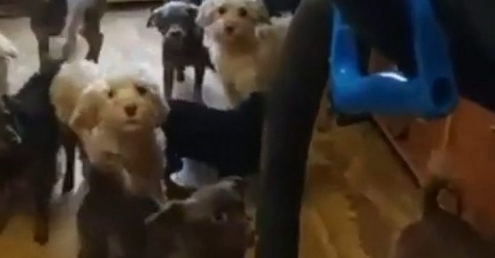 Более сотни собак обнаружили в квартире жительницы Тольятти