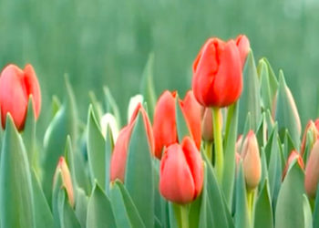 Atmosferă de primăvară, în plină iarnă: Circa 20 de specii de lalele au înflorit deja în sera unui agricultor din Bardar, Ialoveni | VIDEO