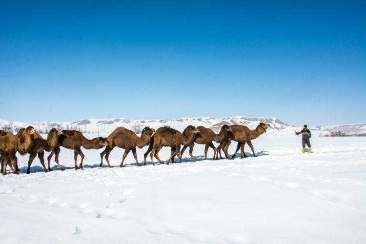 Imagini neobișnuite: o caravană de cămile merge prin zăpadă în Turcia | FOTO