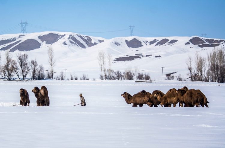 Imagini neobișnuite: o caravană de cămile merge prin zăpadă în Turcia | FOTO