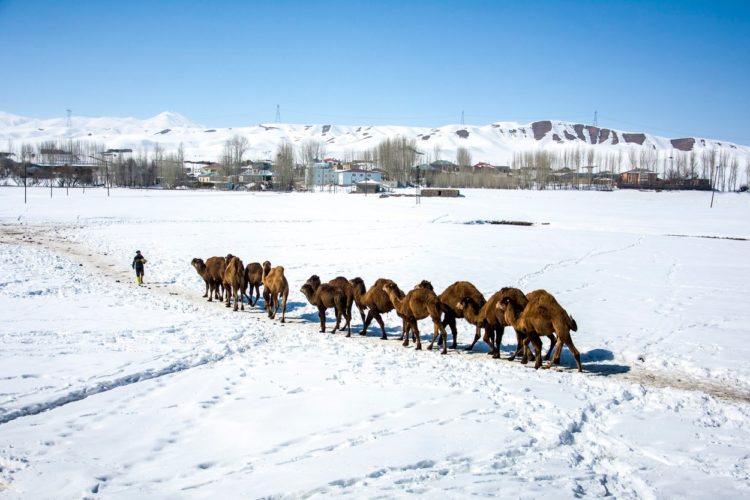 Imagini neobișnuite: o caravană de cămile merge prin zăpadă în Turcia | FOTO