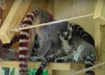 «Deși afară sunt -8 grade Celsius, în încăperea cu lemuri sunt tocmai +27 de grade»: pentru cele mai jucăușe animăluțe de la zoo au fost create condiții speciale | VIDEO