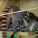 «Deși afară sunt -8 grade Celsius, în încăperea cu lemuri sunt tocmai +27 de grade»: pentru cele mai jucăușe animăluțe de la zoo au fost create condiții speciale | VIDEO