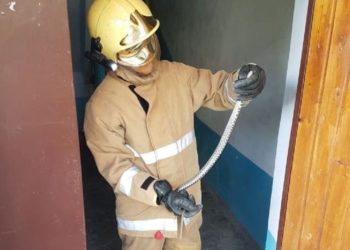 Grădiniță invadată de șerpi. Pompierii au scos 15 reptile din subsolul instituției | VIDEO