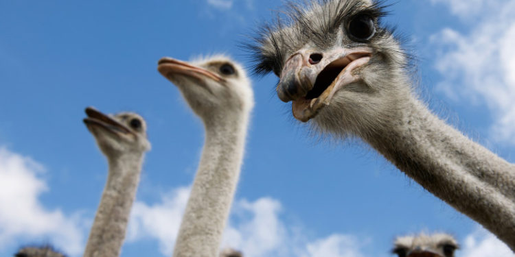 În China, un fermier a uitat să închidă poarta și 80 de struți au ieșit la plimbare, în oraș | VIDEO