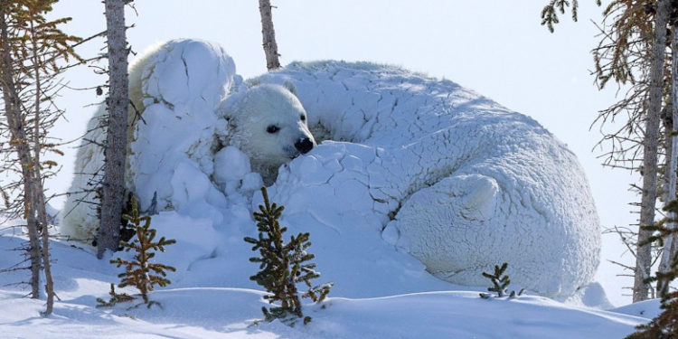 Imagini rare cu o ursoaică polară și puiul ei, cuibăriți în zăpadă, în timpul unei furtuni | FOTO
