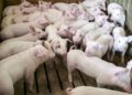 Într-o gospodărie din raionul Briceni a fost depistat virusul pestei porcine africane