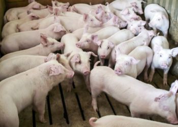 Într-o gospodărie din raionul Briceni a fost depistat virusul pestei porcine africane