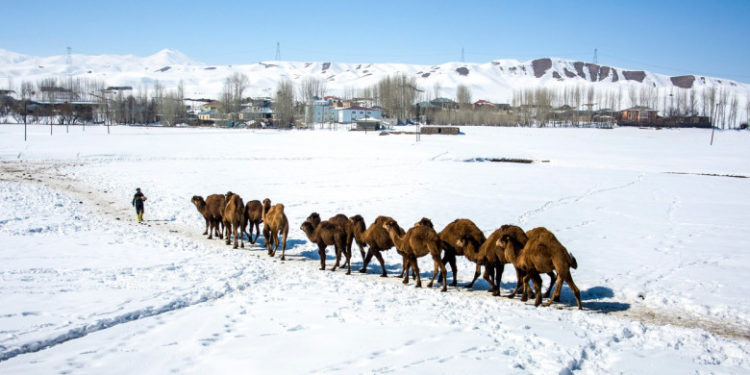 Imagini neobișnuite: o caravană de cămile merge prin zăpadă în Turcia | FOTO