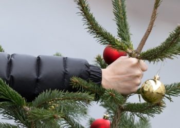 До 11 февраля в столице соберут новогодние елки