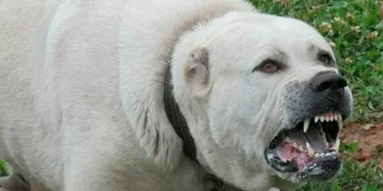 В Гагаузии сторожевая собака загрызла мужчину