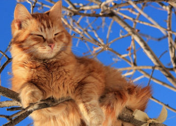 В Молдове резко потеплеет: Ожидается до 15 градусов тепла